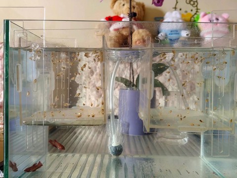 迷你世界如何养鱼繁殖[图1]