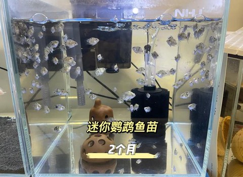 迷你世界如何养鱼繁殖[图2]